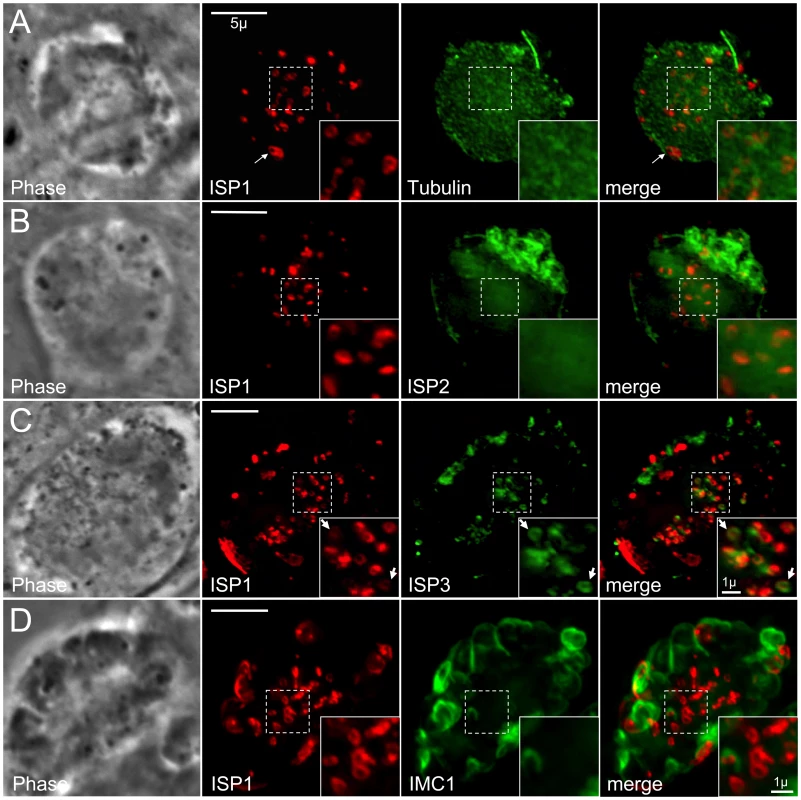 ISP1 and ISP3 are targeted to early daughter buds in the absence of parasite microtubules.
