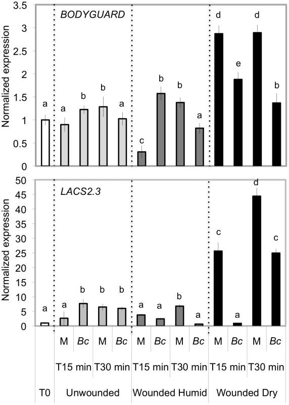 Expression of genes involved in cuticle formation in wounded and unwounded plants.