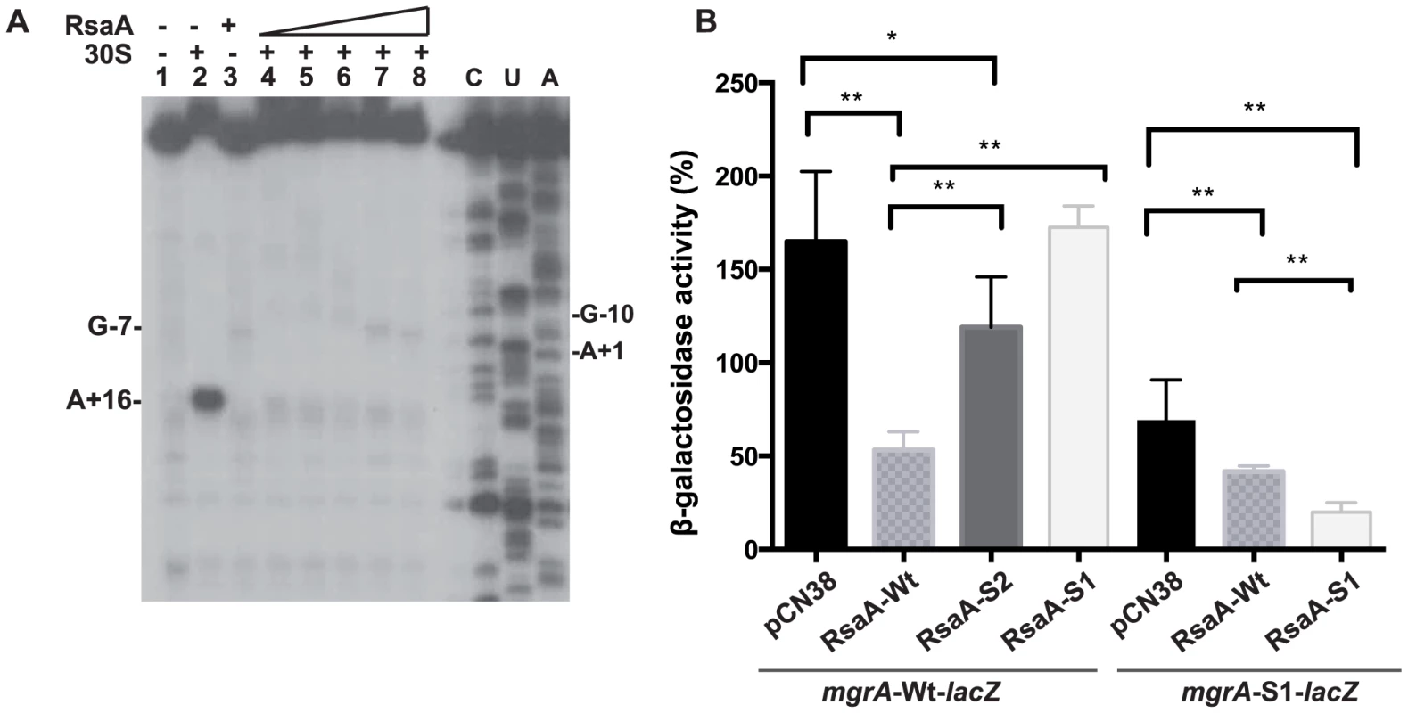 RsaA-dependent repression of <i>mgr</i>A mRNA translation.