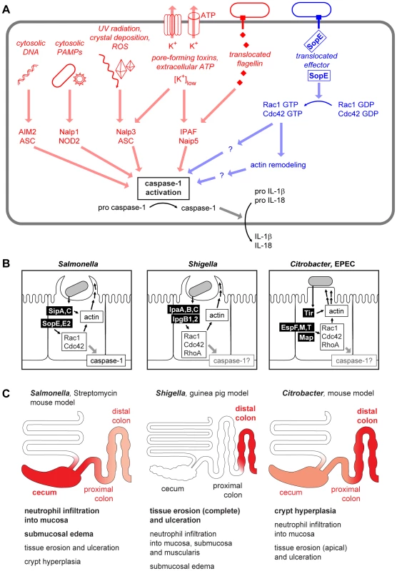 Danger-associated signaling via the inflammasome.