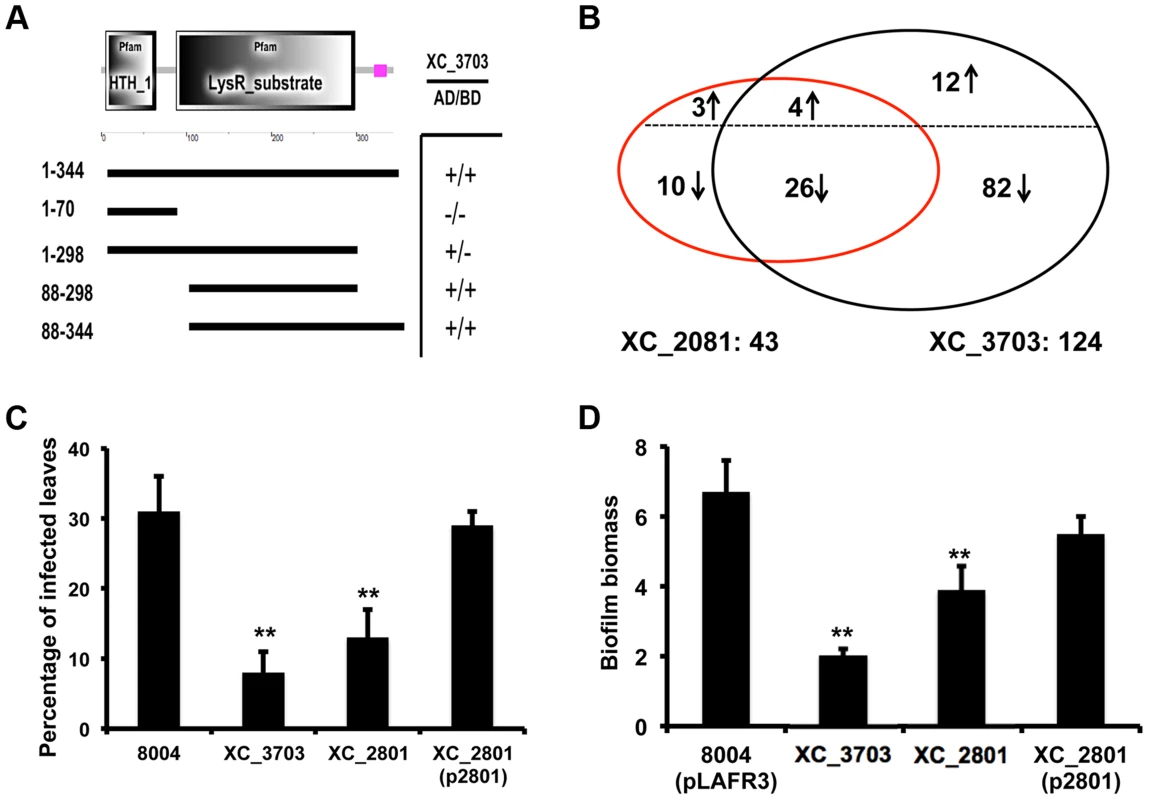 Protein interaction, transcription and phenotypic profiling reveal an overlap in regulatory influence of XC_3703 and XC_2801.