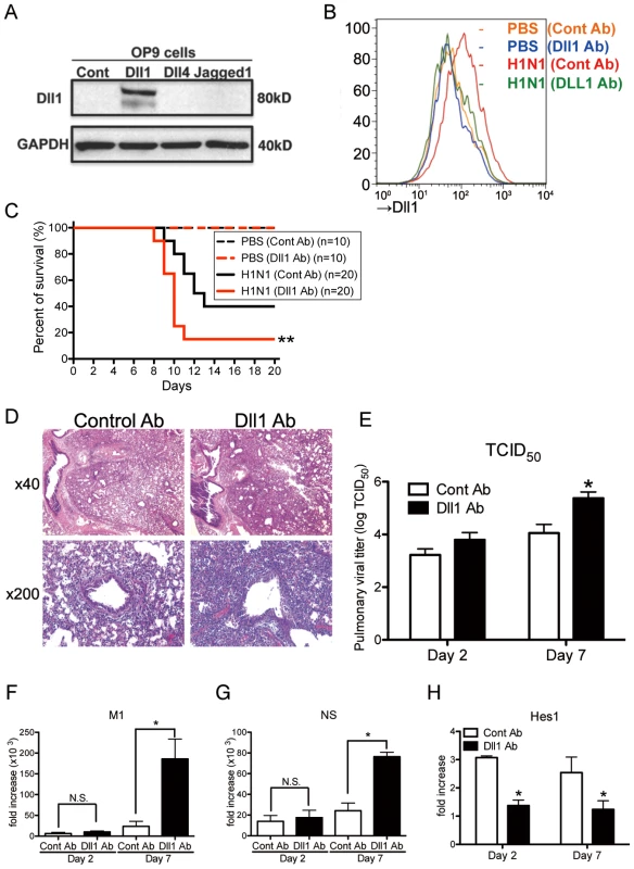 Passive immunization using Abs against Dll1 abrogates survival rate, lung pathology, and viral load.