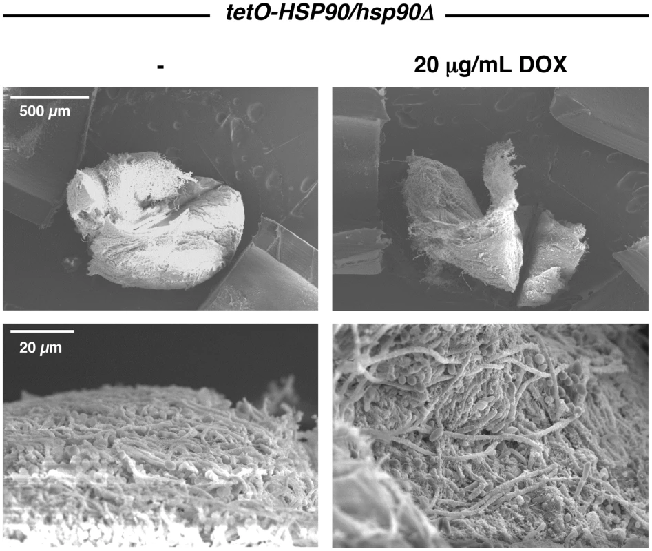 Genetic depletion of Hsp90 does not block <i>C. albicans</i> biofilm formation in vivo.