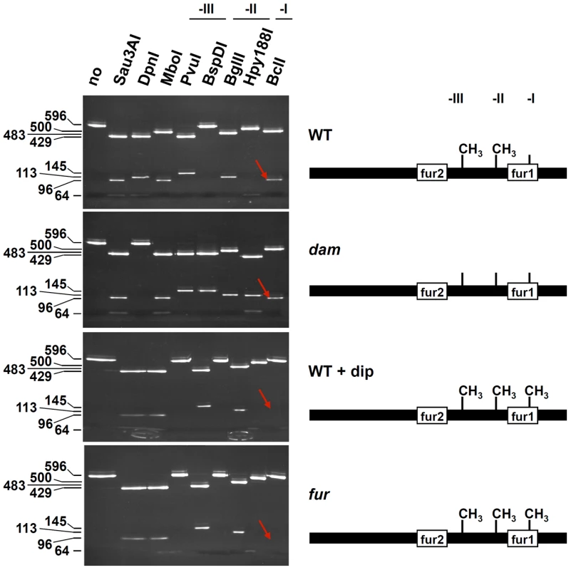 Fur protects GATC-I from methylation <i>in vivo</i>.