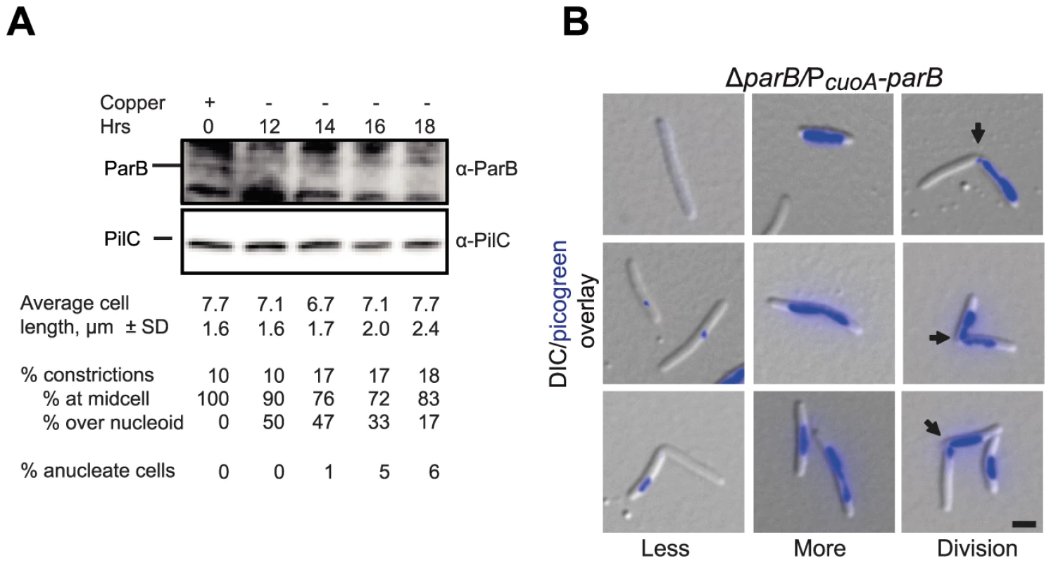 ParB is essential in <i>M. xanthus</i>.