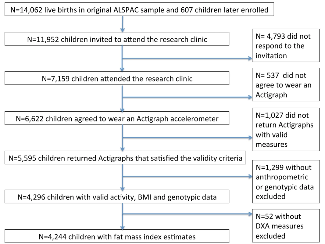 Participants in ALSPAC and in the analyses presented in this paper.