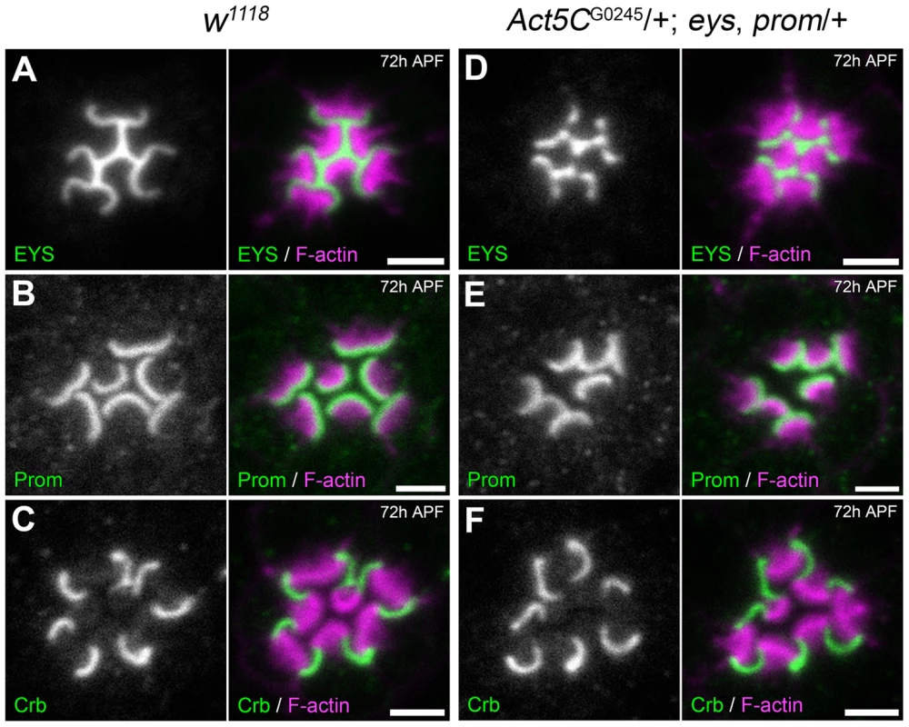 Localization of Prominin, EYS, and Crumbs in the <i>Act5C</i>/+; EP-TH genetic background.