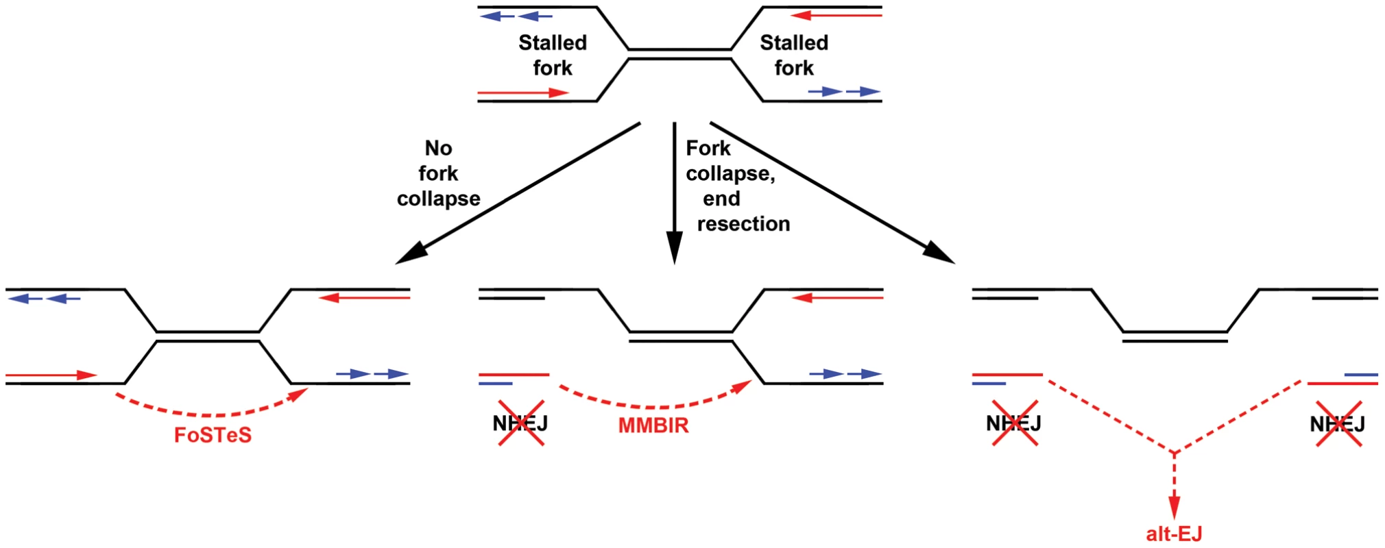 Models for replication-dependent, Xrcc4-independent CNV formation.