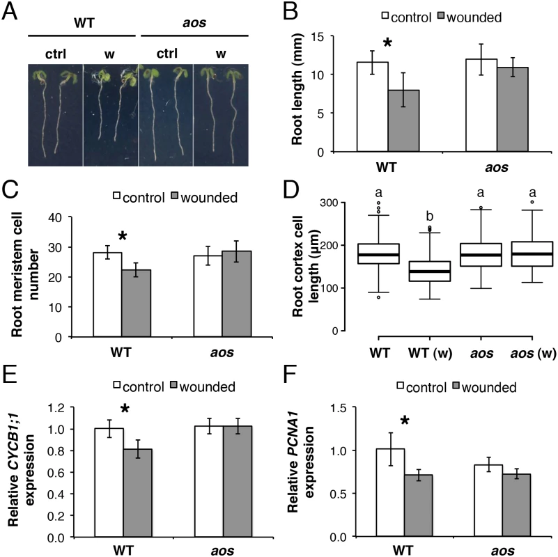 Root growth reduction after repeated shoot wounding is JA dependent.