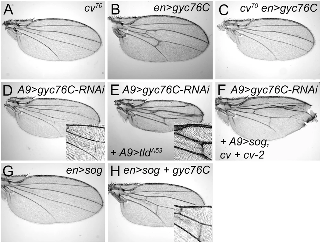 Genetic interactions between <i>gyc76C</i> and extracellular modifiers of BMP signaling.