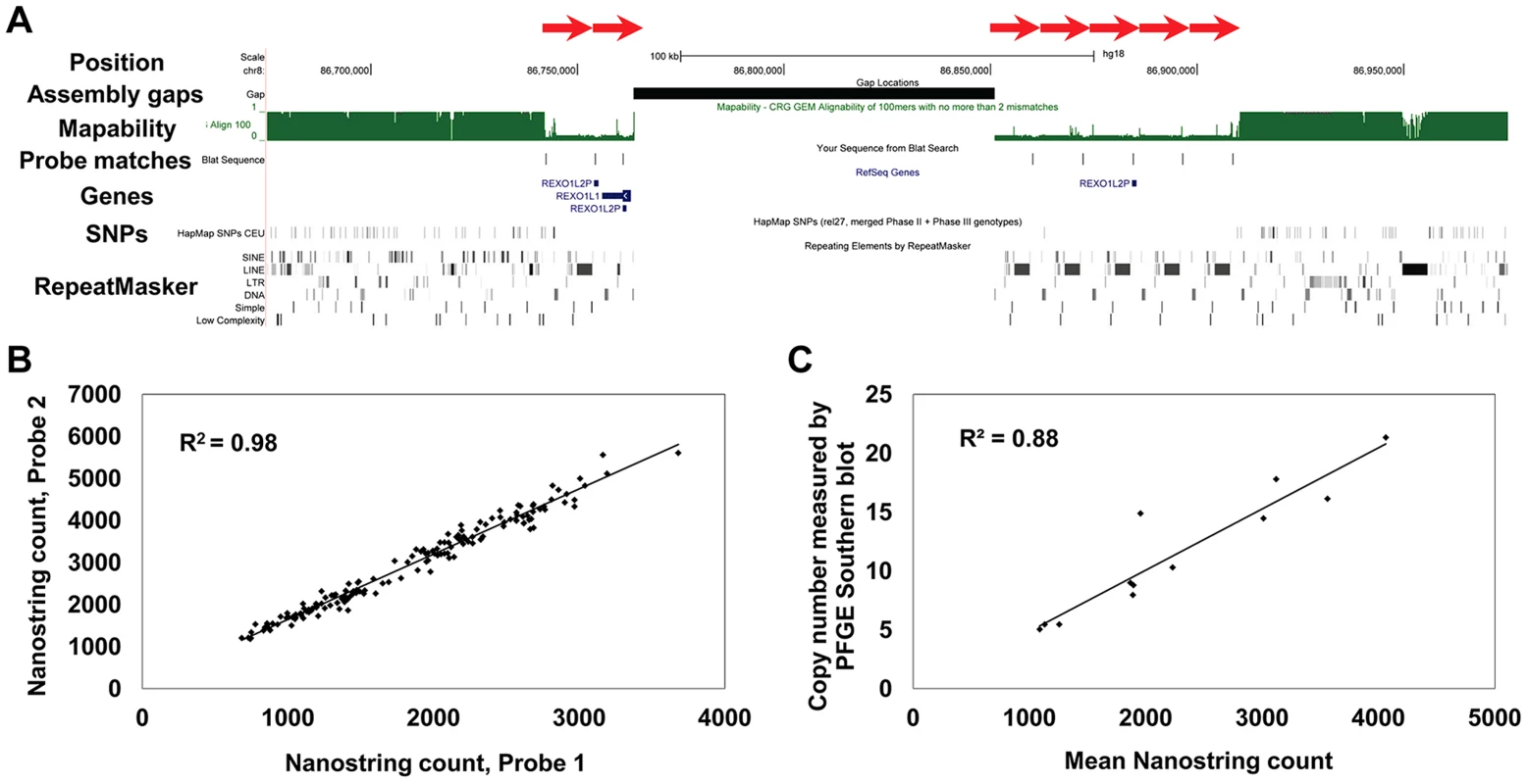 Structure and measurement of tandemly repeated genes using Nanostring assays.