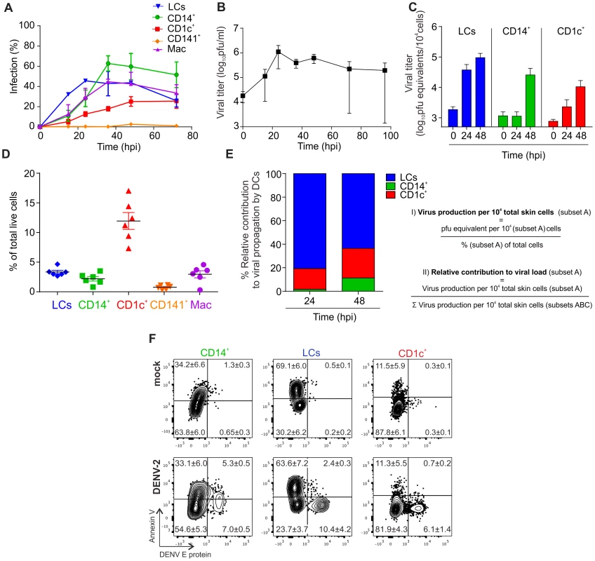 Infection characteristics of DENV in DC subsets from human skin.