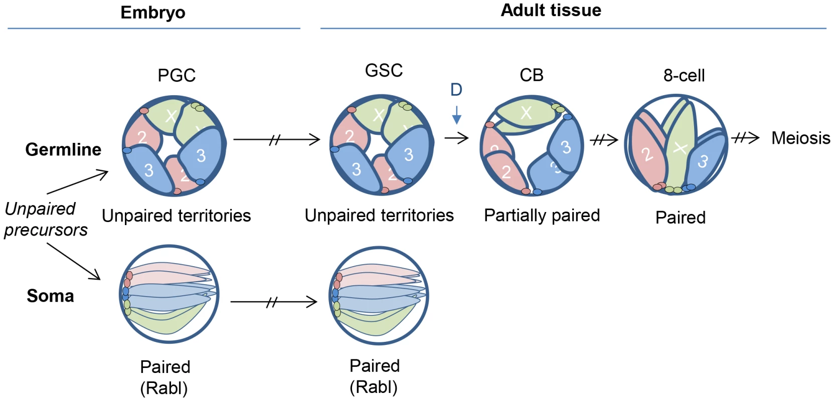 Model for germline nuclear organization.