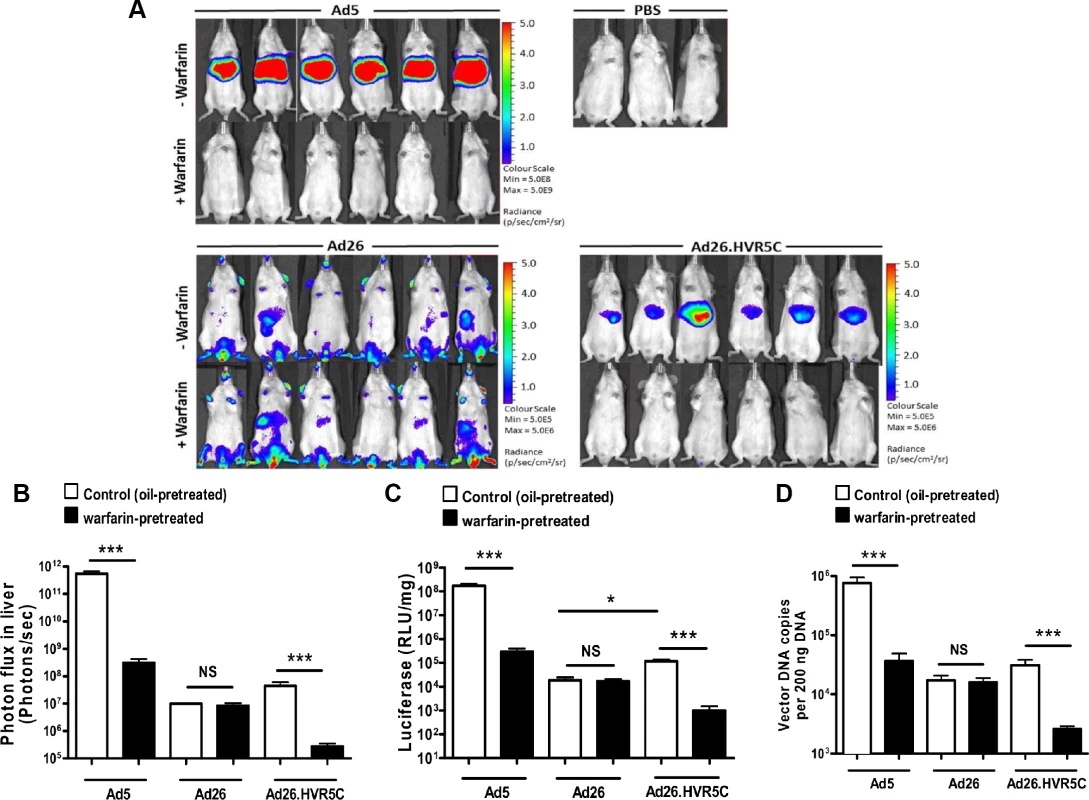 <i>In vivo</i> analysis of Ad26.HVR5C mediated liver transduction in MF1 mice.