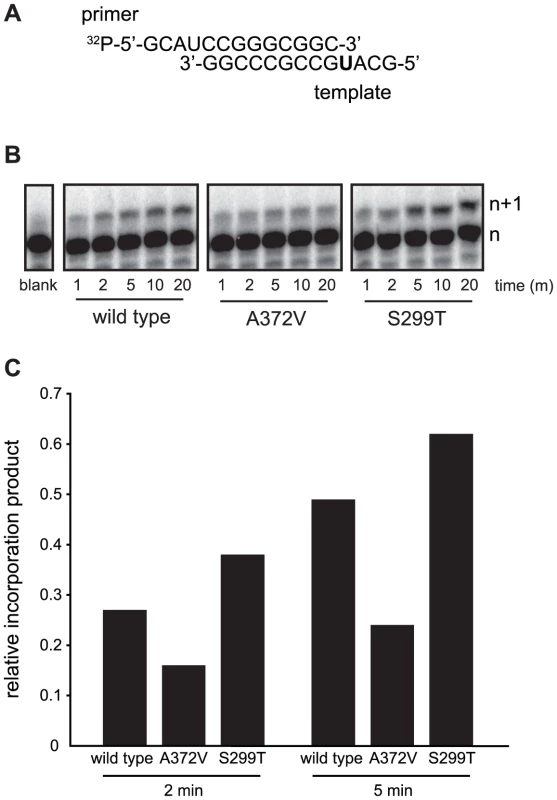 <i>In vitro</i> biochemical assays confirm the higher (A372V) and lower (S299T) incorporation fidelities of CVB3 variants.