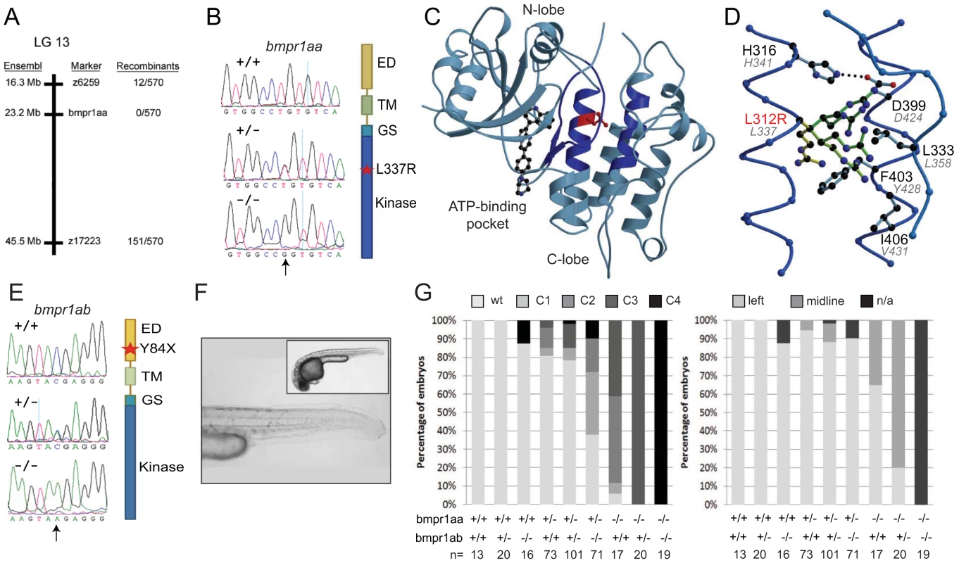 Genetic variations found in zebrafish <i>bmpr1aa</i> and <i>bmpr1ab</i> genes.