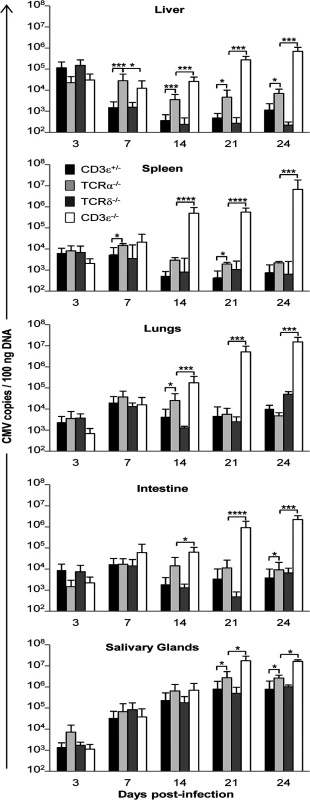 MCMV dissemination in lungs, spleen, liver, intestine and salivary glands from T cell competent and T cell deficient mice.
