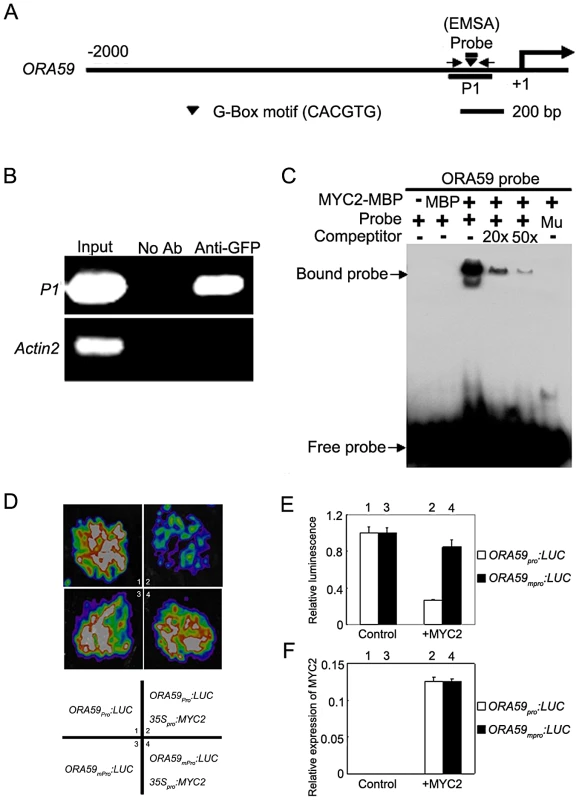 MYC2 Represses the Expression of <i>ORA59</i> by Directly Interacting with Its Promoter.
