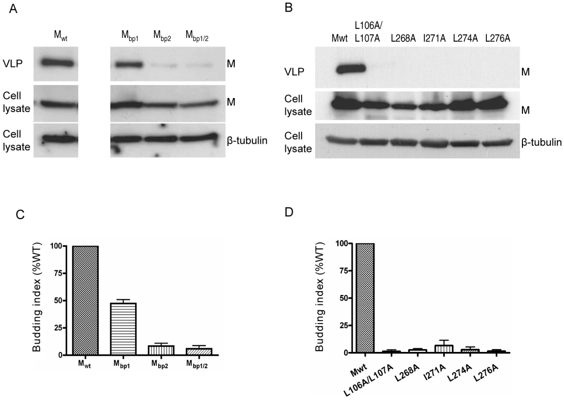 Correlation between the nuclear localization of NiV-M and VLP budding.