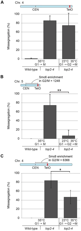 Chromosome-bound Smc5/6 predicts the degree of missegregation after Top2 inactivation.