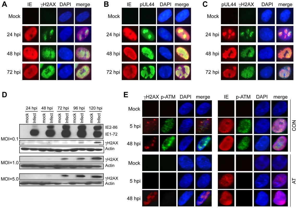 Accumulation and localization of host damage response proteins varies during infection.