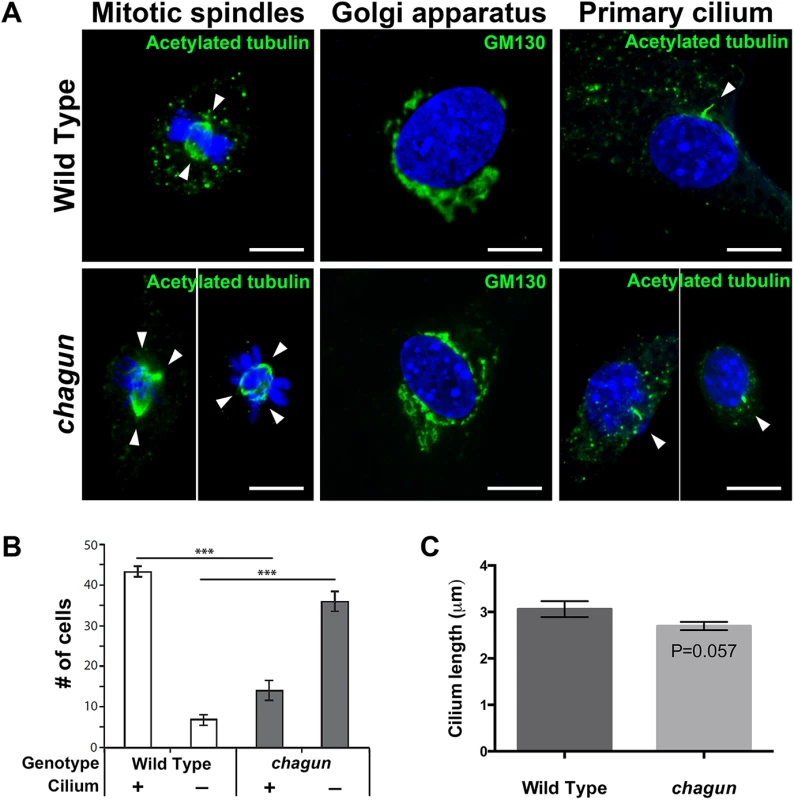 MEFs isolated from <i>Poc1a</i><sup>cha/cha</sup> embryos exhibit aberrant mitotic spindles and primary cilia.