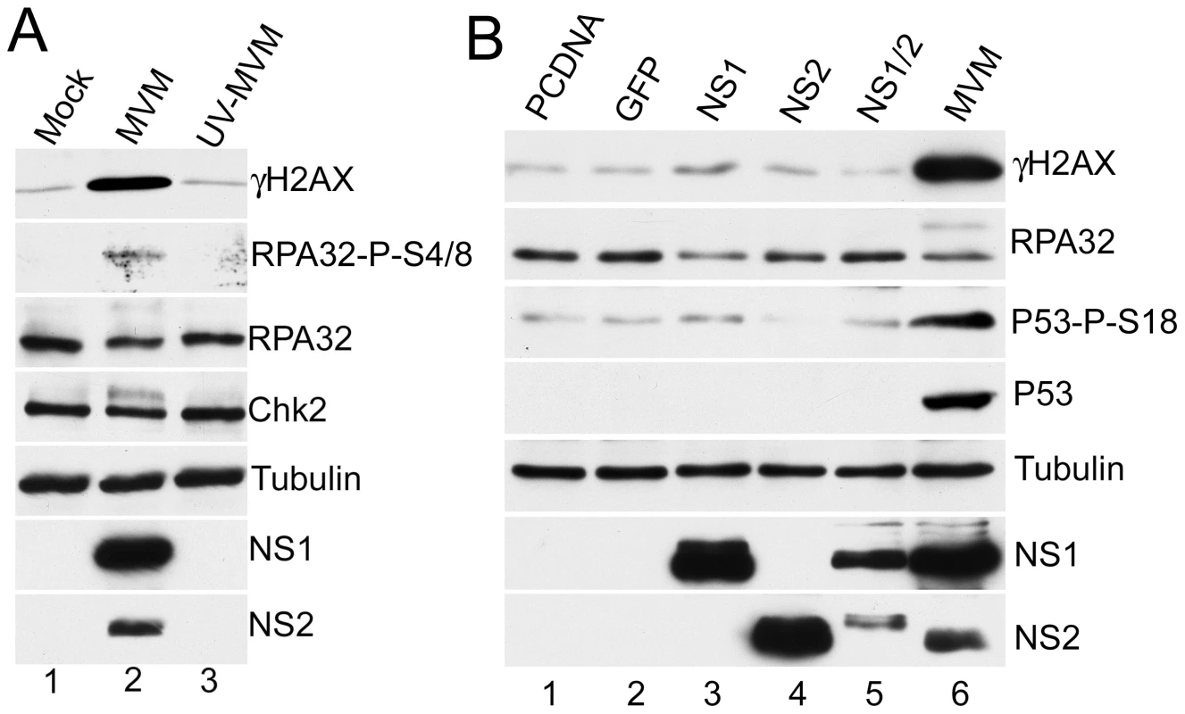 MVM-induced DDR requires viral replication.