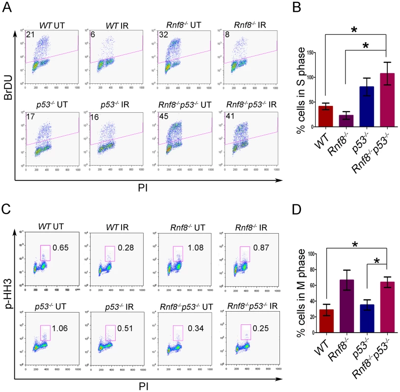 Loss of Rnf8 and p53 results in defective cell cycle checkpoints.