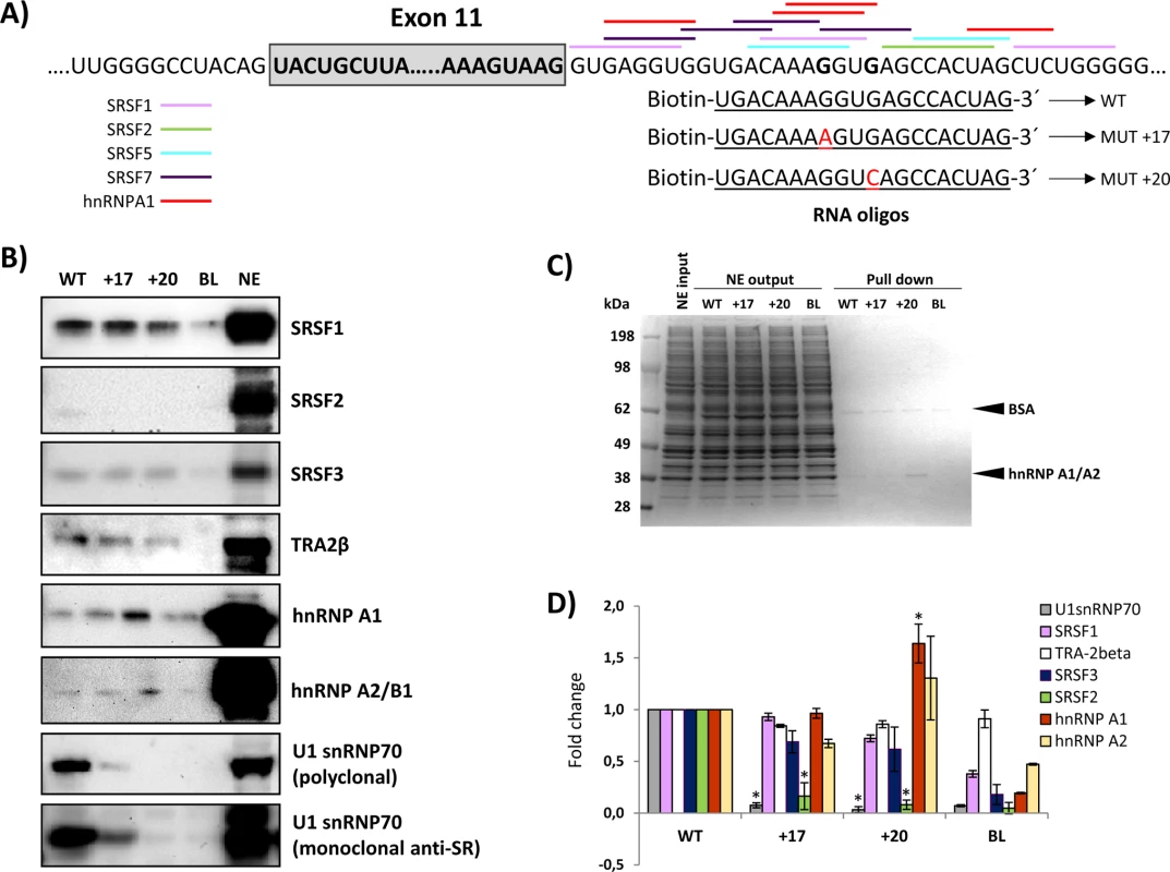 RNA oligonucleotide affinity studies.