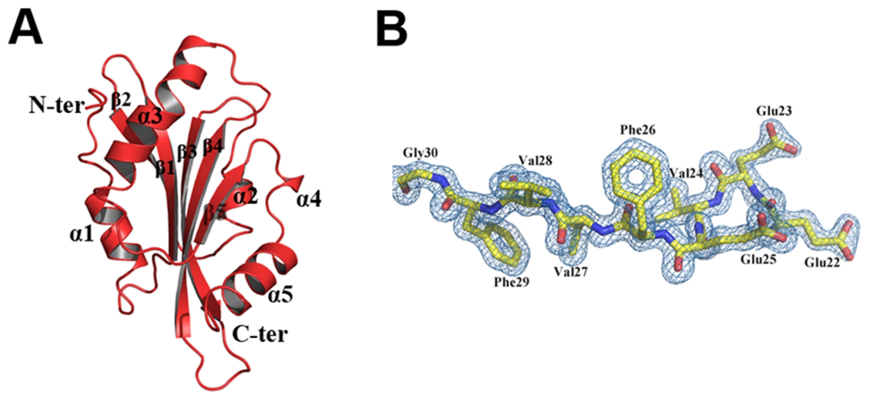 A) Crystal structure of EhCoactosin.