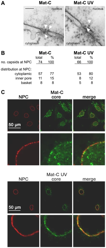Nuclear transport of Mat-C and Mat-C-UV.