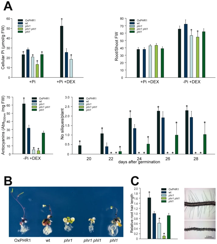 Effect of <i>phr1</i> and <i>phl1</i> mutations and PHR1 overexpression on physiological responses to Pi starvation.