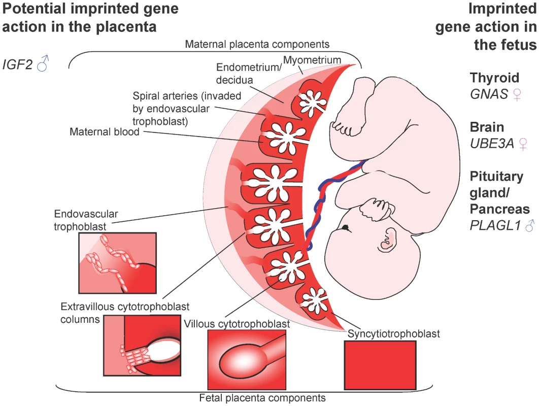 The human fetus and placenta.