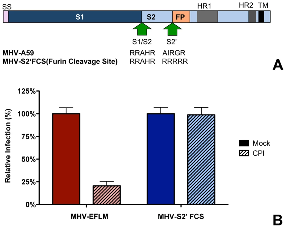 Introduction of a furin cleavage site just upstream of the fusion peptide renders MHV independent of lysosomal proteases.