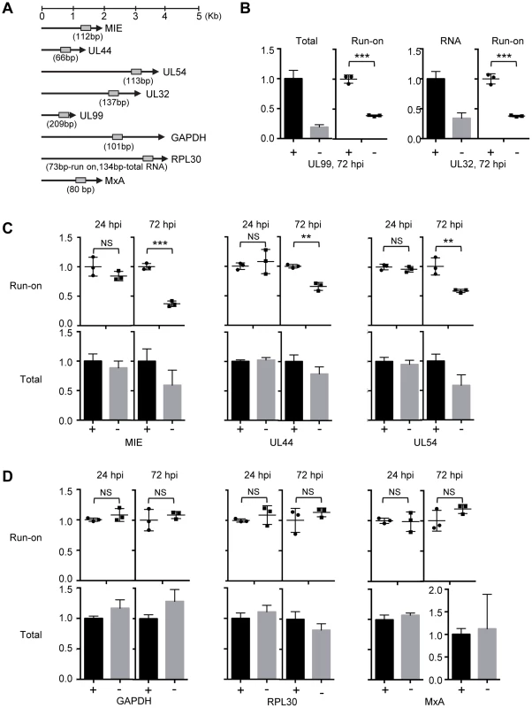 pUL79 alters the rate of transcriptional elongation at viral loci.