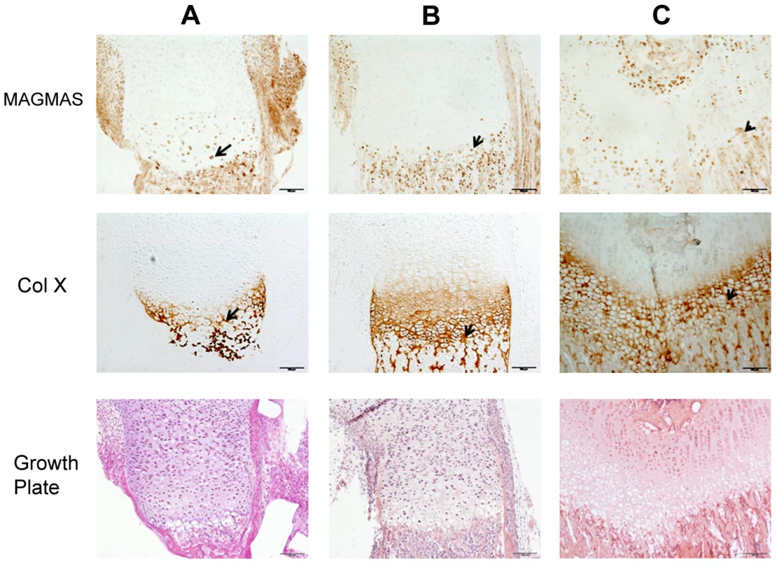 MAGMAS localization in control growth plates of mice.