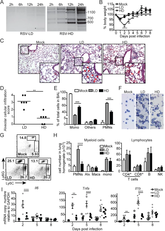 RSV DVGs prevent viral pathogenesis in vivo.