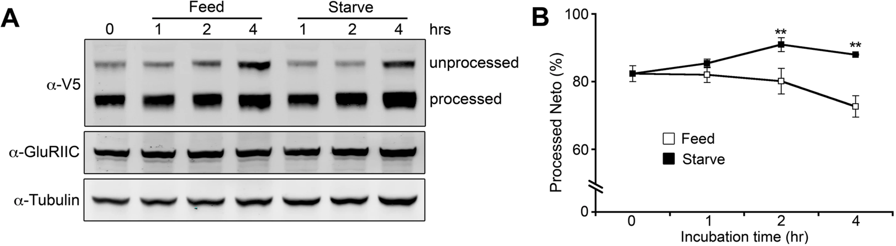 Modulation of Neto processing.