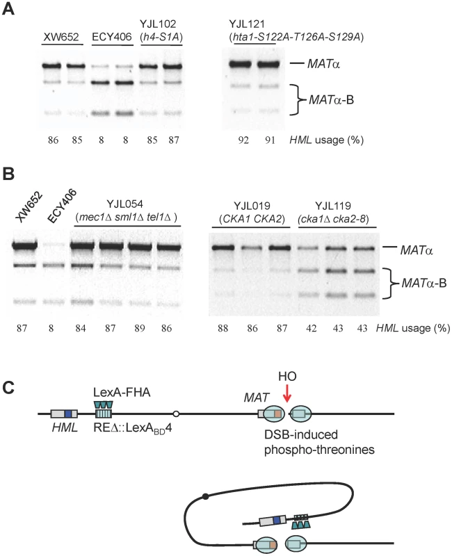Roles of Histones and Kinases in Donor Preference and a Model for FHA-Directed Regulation.