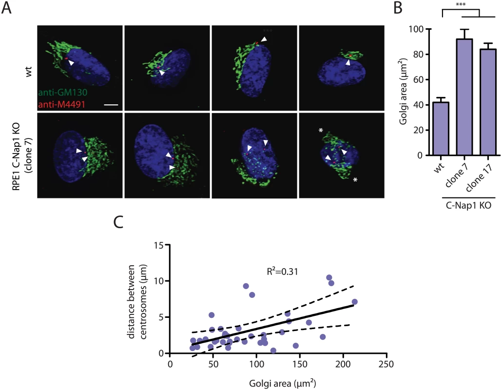 RPE1 C-Nap1 KO cells have Golgi organization defects.