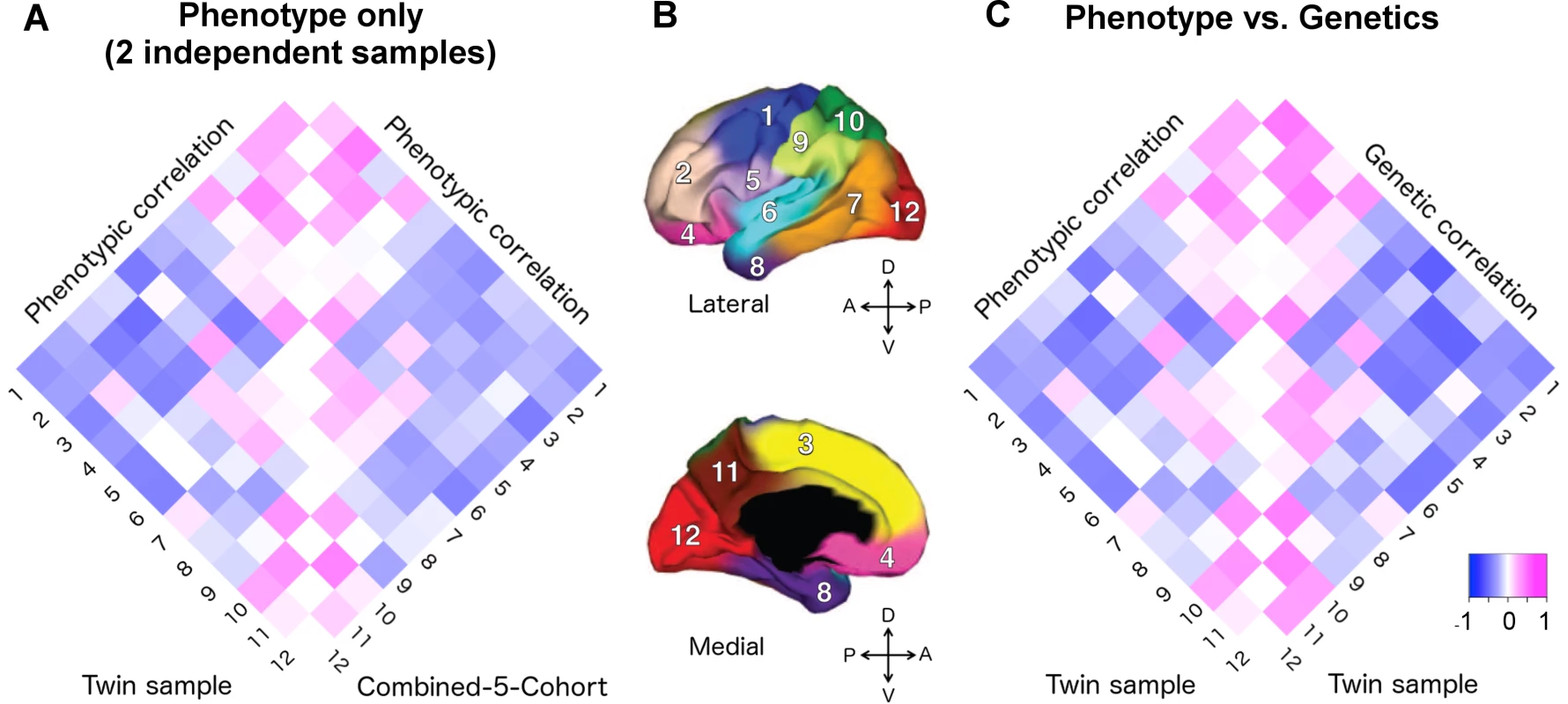 Applying the genetically based cortical parcellations to independent data.