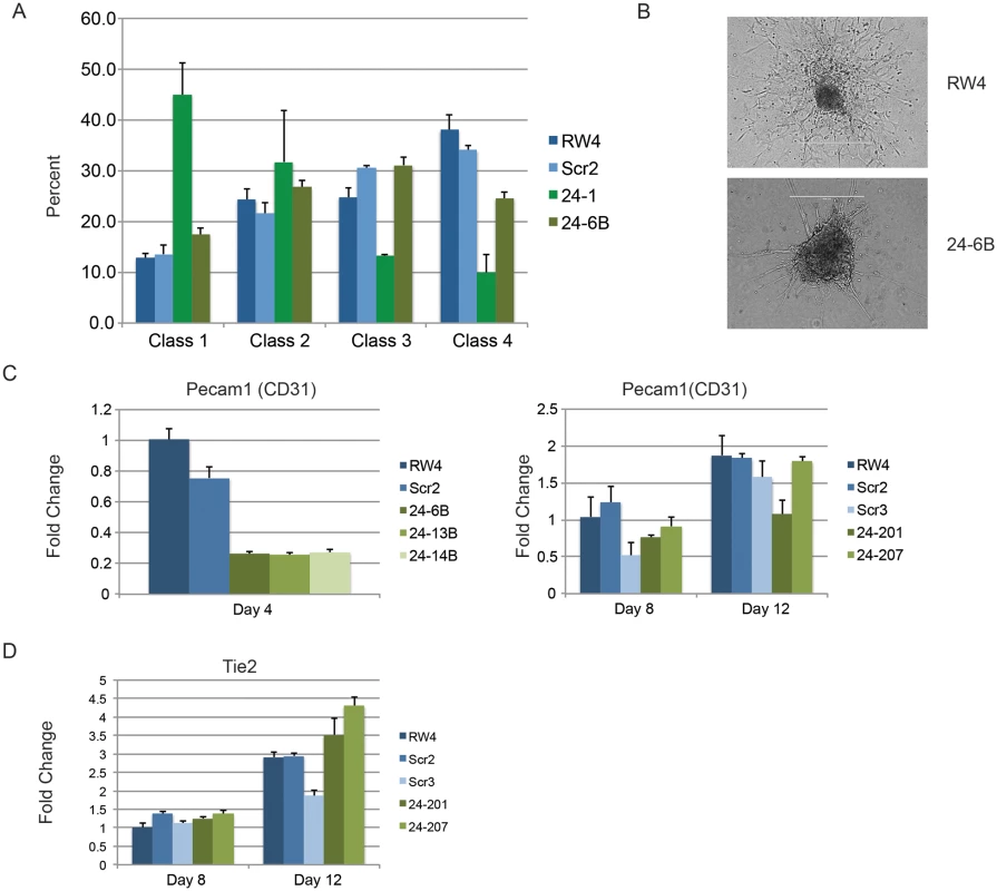 Endothelial cell development impaired in miR-24 knockdown embryoid bodies.