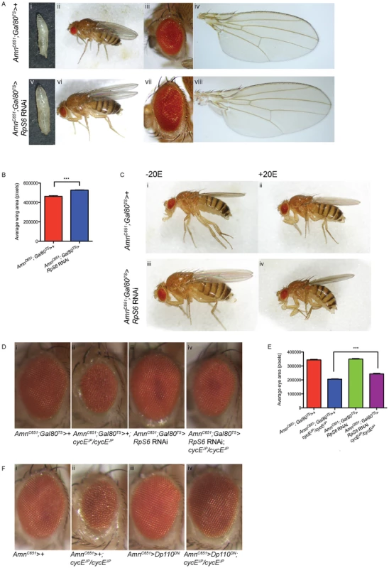 Reducing <i>RpS6</i> in the PG is associated with tissue overgrowth and suppresses <i>cycE<sup>JP</sup></i>.