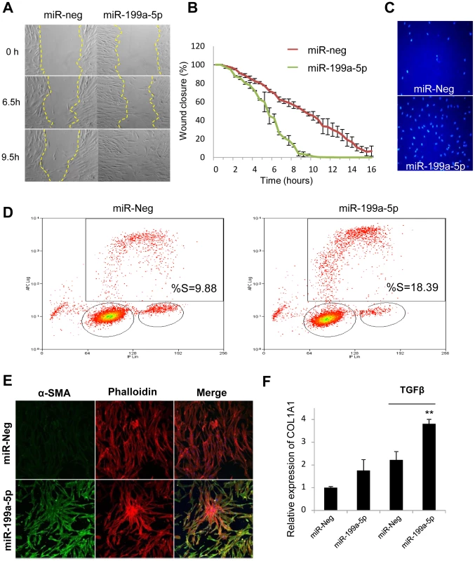 Functional impact of miR-199a-5p on lung fibroblasts.