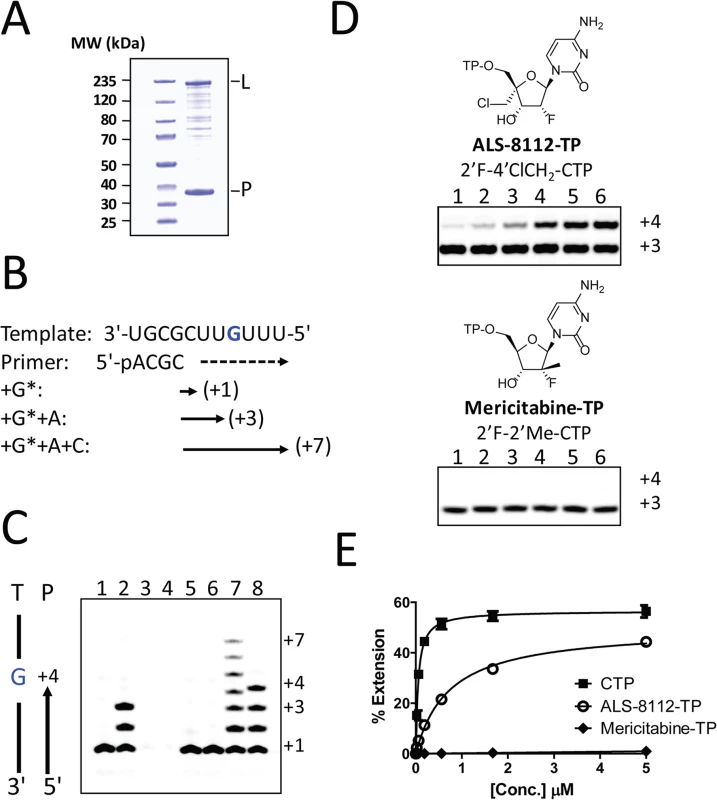 Chain termination of RNA synthesis by ALS-8112-TP.