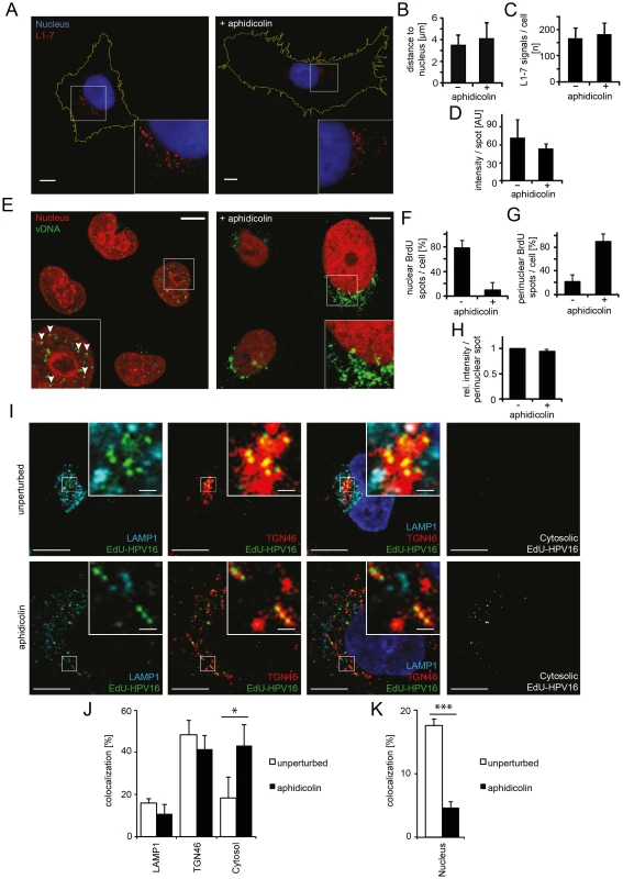 Nuclear import of HPV16 vDNA is blocked in interphase cells.
