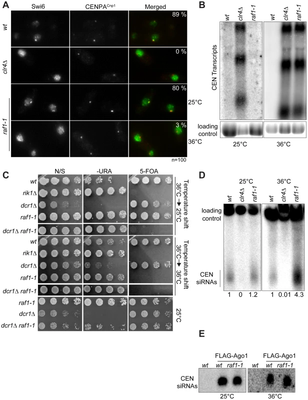 Heterochromatin, but not siRNA production, is erased in <i>raf1-1</i> cells.