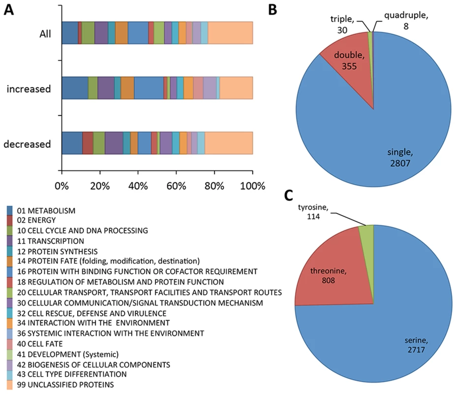 Summary of phosphoproteomics results conducted on Δ<i>mak-2<sup>Q100G</sup></i> mutant.
