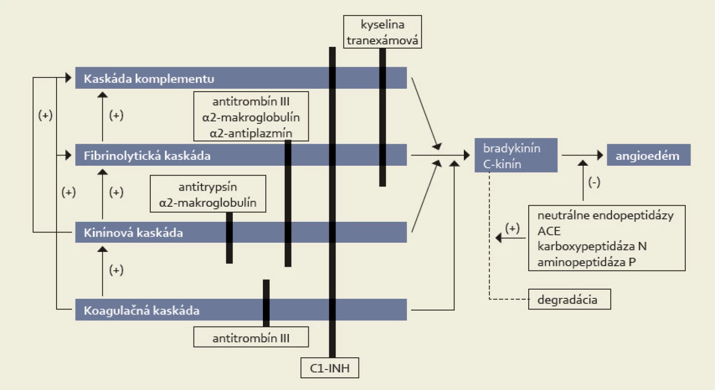 Účinky C1 inhibítora [12].
Fig. 2. Effect of C1 inhibitor [12].