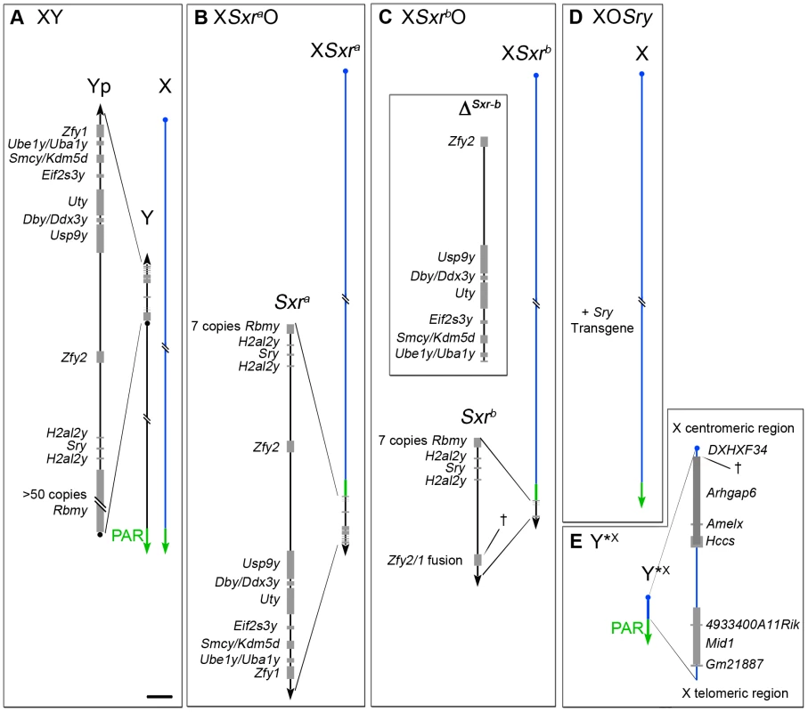 The XO and XY*<sup>X</sup> mouse models.